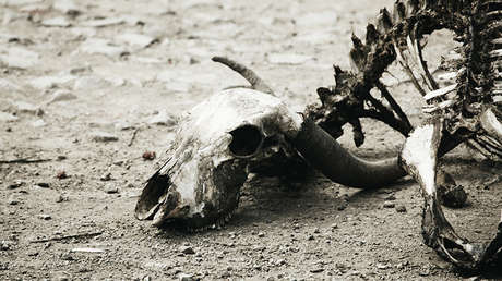 Huesos fosilizados digeridos por cocodrilos revelan la existencia de mamíferos desconocidos 