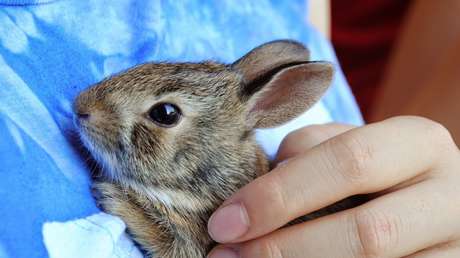Varitas mágicas: Cómo los aplicadores de rímel usados ayudan a conejos huérfanos y otros animales