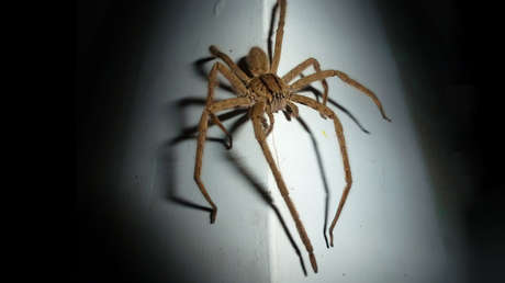 VIDEO: Una araña gigante se mete en un coche sin que el conductor se percate