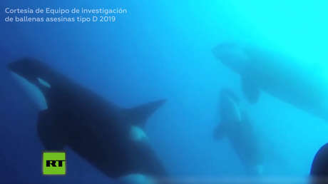 Descubren una nueva especie de ballena asesina al sur de Chile (VIDEO)