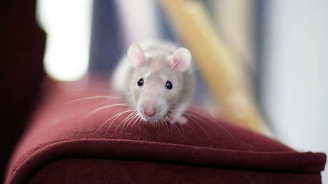 India: Una rata roba pendientes de diamantes de una tienda (VIDEO)