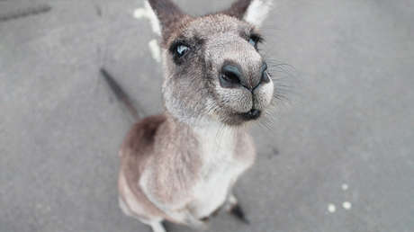 Australia: Un parapentista es golpeado por un canguro al aterrizar (VIDEO)
