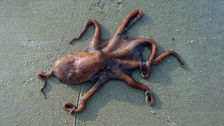 VIDEO: Un pulpo se pega a la espalda de un buzo en Italia