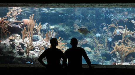VIDEO: Se rompe la pecera en una cafetería y vierte una 'gran ola' sobre dos clientes