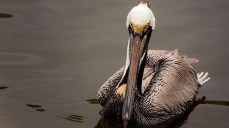 VIDEO: Desata la indignación por maltratar a un pelícano protegido en EE.UU.