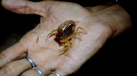 Una joven estudiante es picada por un escorpión en pleno vuelo