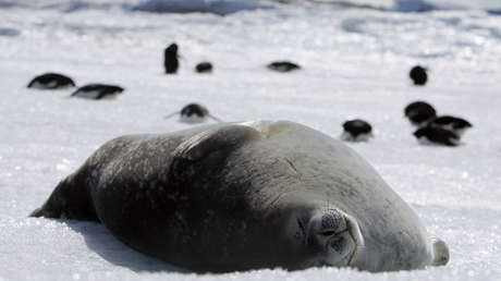 "Una bolsa de agua corrosiva": alertan de cambios en cascada en el ecosistema antártico debido al CO2