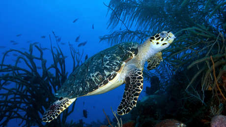 VIDEO: La histórica expedición Primer Descenso se adentra en las profundidades jamás exploradas del planeta