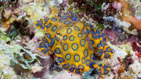 VIDEO: Sumergen rama en el agua y 'se convierte' en pulpo venenoso