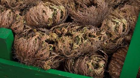 VIDEO: Una planta desértica 'resucita' tras quedar desecada