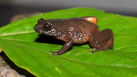 FOTO: Descubren una nueva especie de rana 'espacial' que pasó desapercibida millones de años