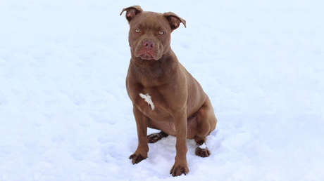 Una mujer viaja miles de kilómetros para reunir a una perrita con su dueño y este la rechaza