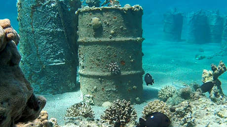 Así se ve la fauna marina de una playa de Israel cerrada al público durante medio siglo