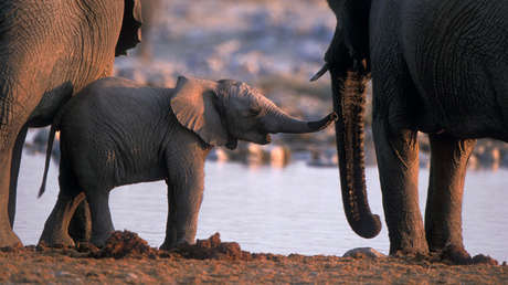 VIDEO: Filman una cría de elefante rosa en Sudáfrica