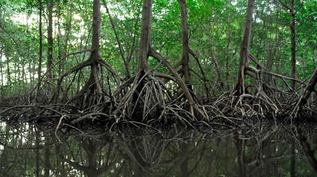 Un niño de 2 años sobrevive cinco días en un monte sin agua, comida, ni ropa de abrigo