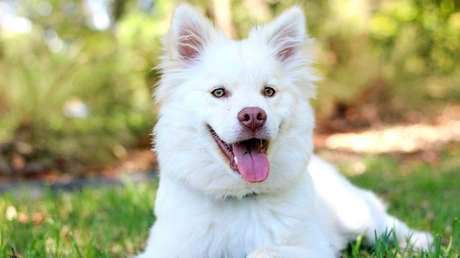VIDEO: Un hombre de China entrenó a su perro para impedir que su hija toque el teléfono
