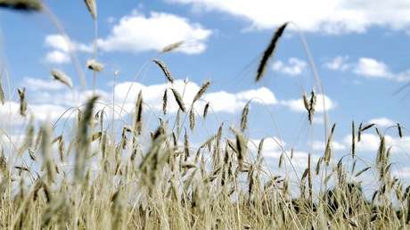 Científicos descubren cómo la agricultura cambió para siempre nuestra manera de hablar