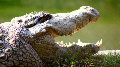 Meten en la cárcel a un cocodrilo que se comió una docena de perros en Australia