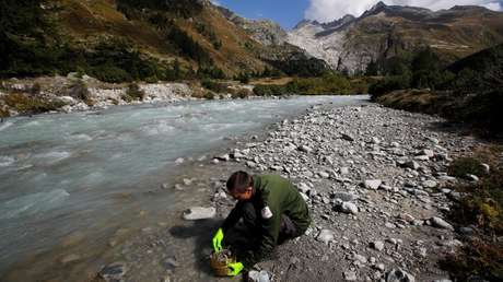 Hallan en un gusano "el interruptor" de genes que permitiría regenerar partes del cuerpo humano