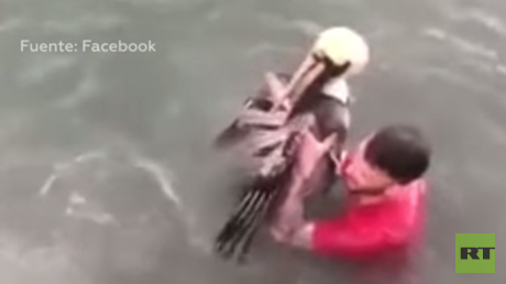 Arrestan por crueldad animal al hombre que maltrató a un pelícano protegido en EE.UU. (VIDEO)