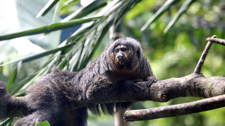 Un mono causa impresión con sus músculos de culturista (FOTOS)