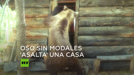Un oso asalta una cabaña