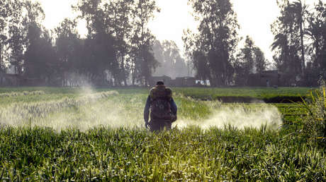 La fresa encabeza a lista de cultivos con más pesticidas (INFOGRAFÍA)