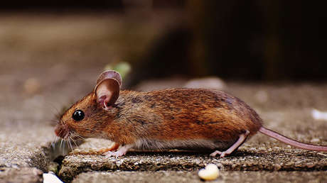 VIDEO: Un ratón toma las riendas del cobertizo de una casa y lo pone en orden