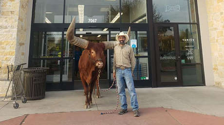 VIDEO: Una pareja lleva a su buey a una tienda para comprobar si "toda mascota con correa es bienvenida"
