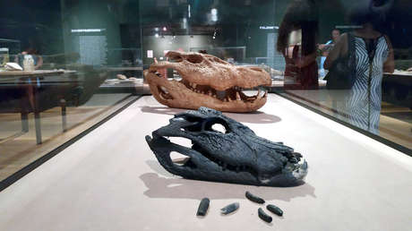 Un meteorito de 1922 o un mamífero del Pleistoceno: El Museo Nacional de Brasil expone las piezas rescatadas del incendio