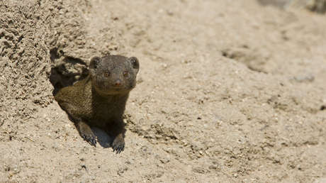 VIDEO: Una mangosta escapa de la muerte en el último segundo tras ser atrapada por un leopardo