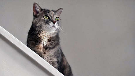 Un hombre salva a un gato con su equipo de trabajo y Verizon lo suspende tres semanas (VIDEO)