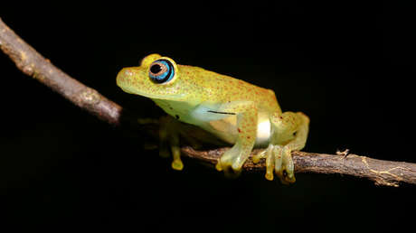 Descubren el hongo causante de 'Apocalipsis' de anfibios más destructivo de la historia