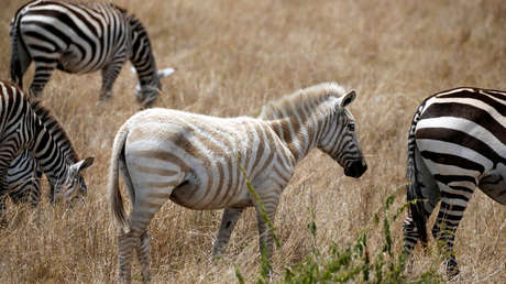Fotografían una rara cebra albina en Tanzania