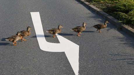 VIDEO: Paralizan el tráfico en una calle de Colombia para que una familia de patos cruce la carretera