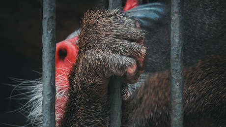 FOTOS, VIDEO: Una noticia falsa sobre un supuesto zoológico abandonado en España se vuelve viral