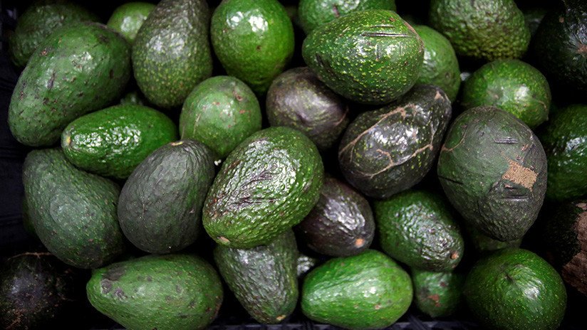 Un niño mexicano de 4 años hace una exposición sobre el aguacate y causa sensación en las redes (VIDEO)