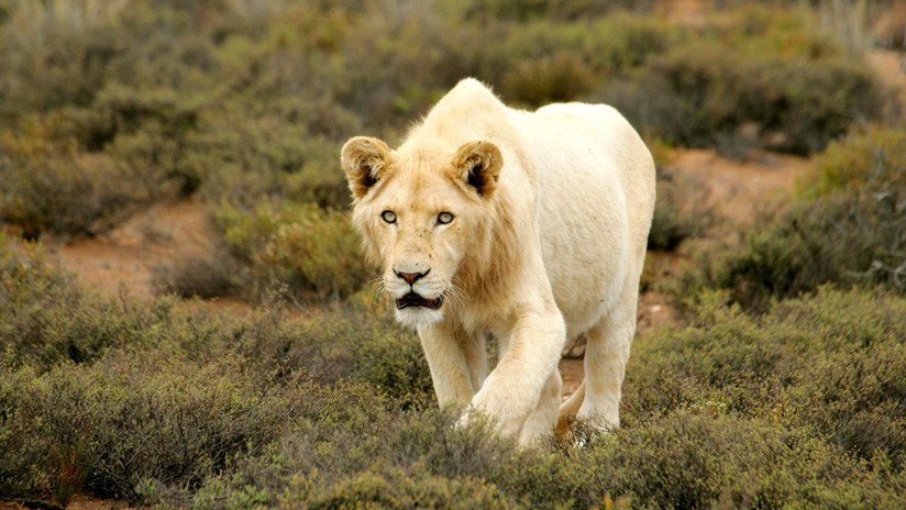 VIDEO: Ignora las advertencias de un parque y la leona a la que acaricia le muerde de gravedad