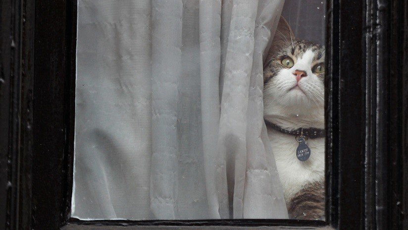 "Historias demenciales": WikiLeaks responde a la sugerencia de Ecuador de que Assange usó su gato para espiar