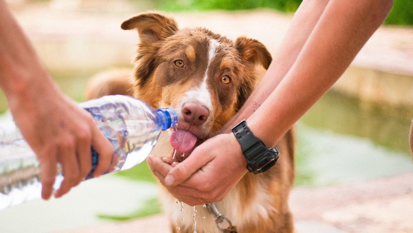 FOTOS: Rescatan un perro en alta mar a 220 kilómetros de las costas de Tailandia
