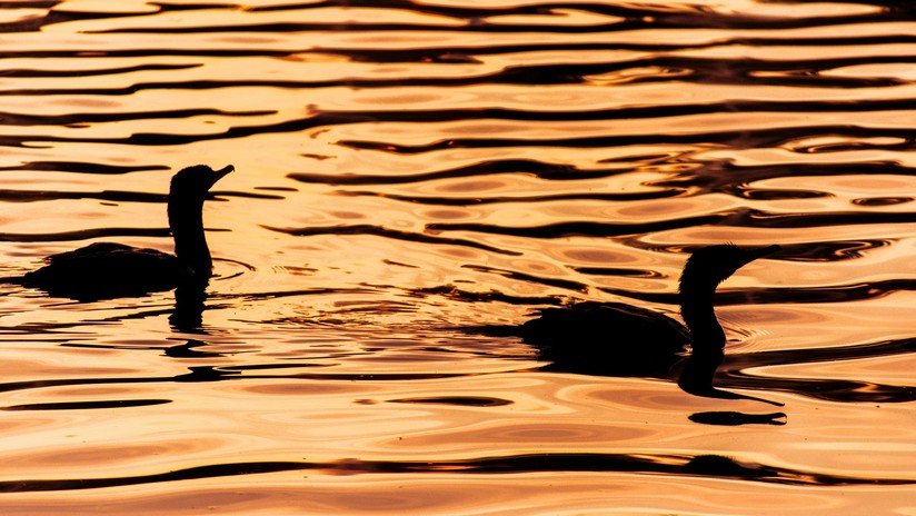 The New York Times: La CIA le mostró a Trump fotos de niños hospitalizados y patos muertos para que expulsara a los diplomáticos rusos