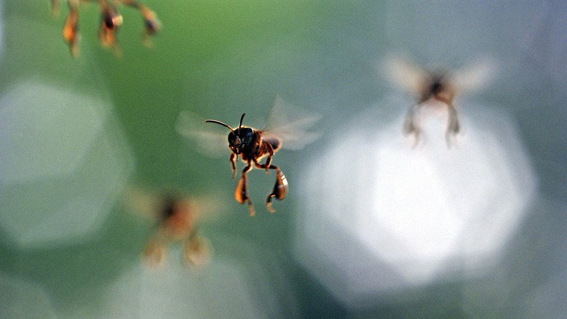 Las abejas que vivían en la catedral de Notre Dame sobreviven al incendio 