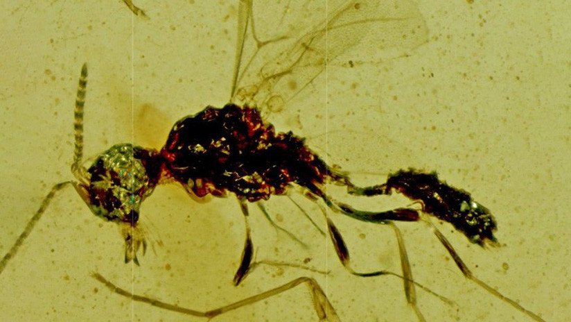 Rinden homenaje a Drácula para nombrar una nueva subespecie de avispa chupasangre