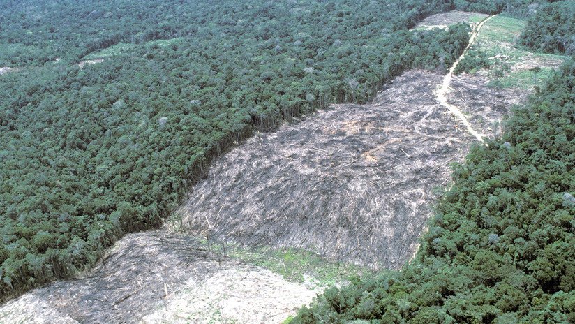 "Ya está sucediendo": Un millón de especies está en riesgo de extinción debido a la actividad humana