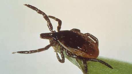Una peligrosa garrapata capaz de autoclonarse y reproducirse a gran velocidad amenaza a Nueva York