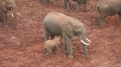 VIDEOS: Rescatan a seis crías de elefante atrapadas en un pozo de barro en Tailandia