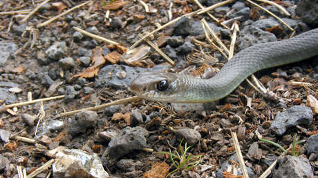 VIDEO: Una mujer rescata entre gritos a una serpiente con la cabeza atascada en una lata
