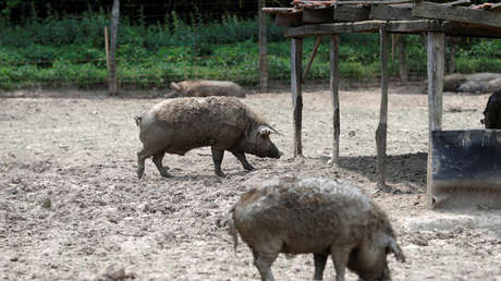 "Caminó descalza por una pocilga": Un parásito le provoca una grave infección en los pies a una niña en Brasil