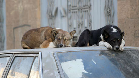 Una diputada mexicana provoca indignación en las redes por su propuesta de matar perros y gatos callejeros