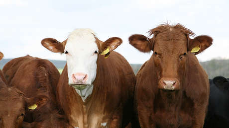 VIDEO: Bomberos enganchan una vaca perdida a su helicóptero y la transportan por el aire